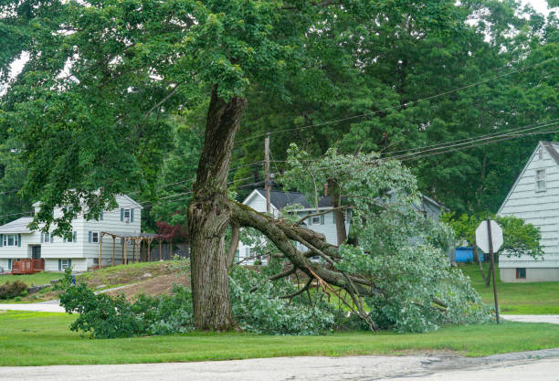 How Our Tree Care Process Works  in  Weston, NJ